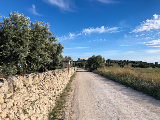 View down a dirt road with stone wall in Puglia.